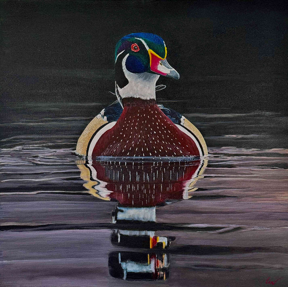 Wood Duck_Wright lo res