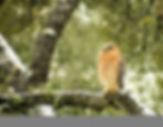 red shouldered hawk