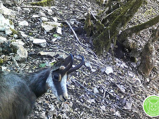 Suivi de la faune sauvage sur le territoire