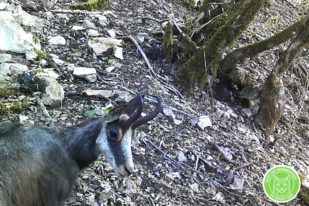 Suivi de la faune sauvage sur le territoire