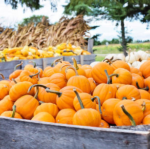 Green Halloween - Tips to Celebrate Sustainably