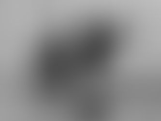 Coots fighting at lake greifensee, switzerland