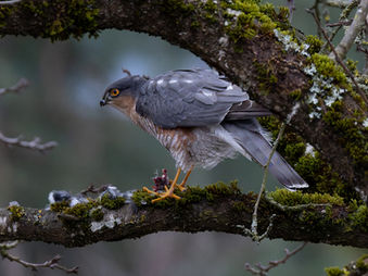 sparrowhawk having caught a songbird in our garden and enjoying its meal