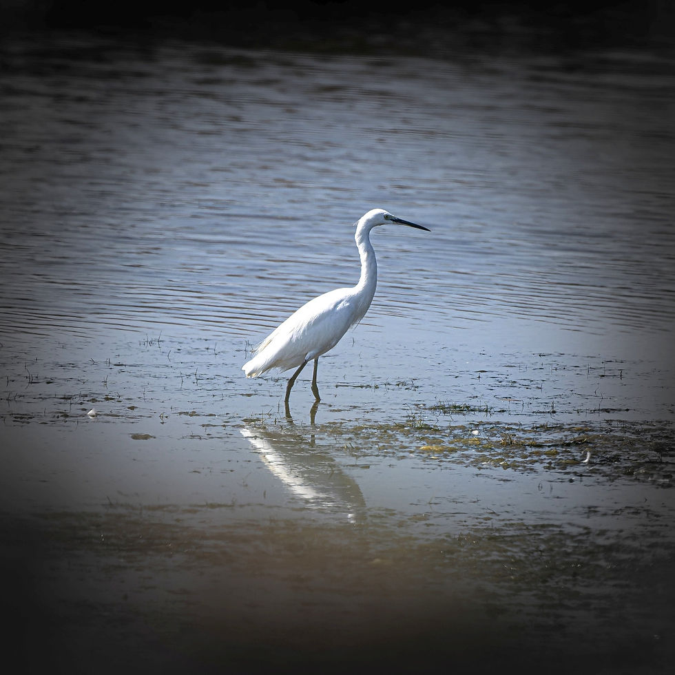 Little Egret in the Po-Delta