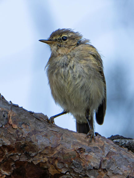 Willowwarbler warbler Fitis - Phylloscopustrochilus, Phylloscopidae 