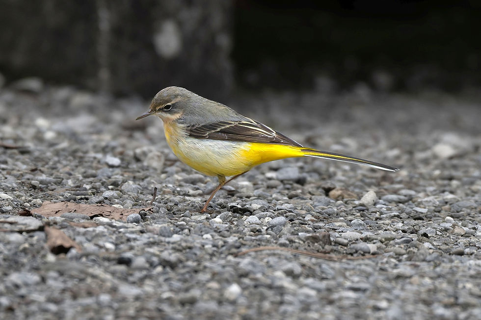 A gray wagtail | grey wagtail at Lake Zurich