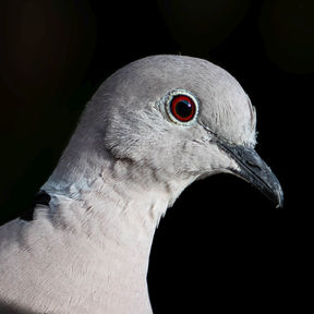 Eurasian Collared Dove, Türkentaube - Streptopelia decaocto, Columbidae 