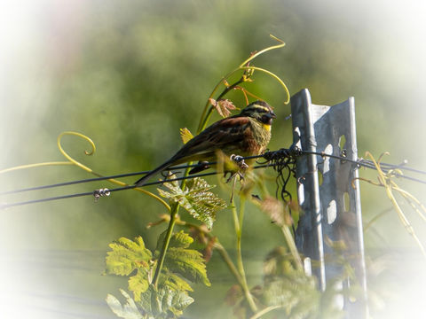 Cirl Bunting, Zaunammer - Emberiza cirlus, Emberizidae
