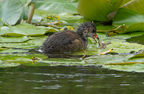 Young Moorhen at Samarez Botanical Garden Jersey Island