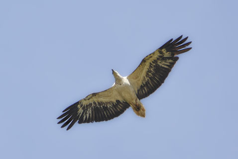 White-bellied Fish-Eagle at Taman Negara, Malaysia