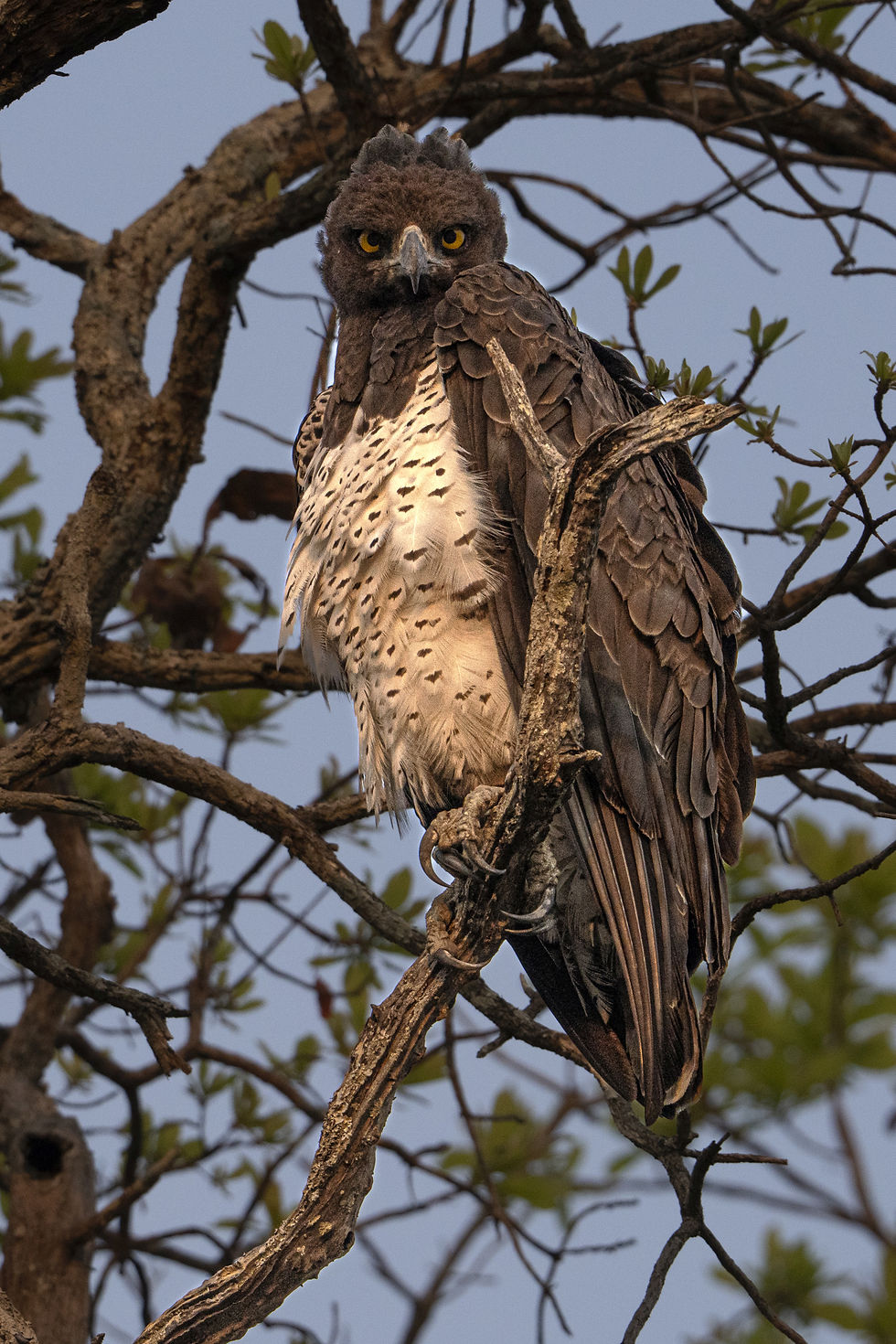 Martial Eagle perched at Busanga Plains, Kafue National Park