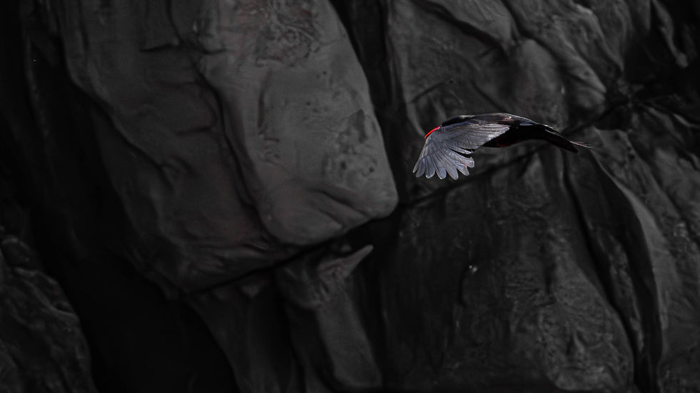 Alpine Chough at Grosnez Castle ruins on Jersey