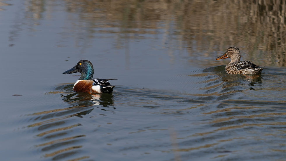 A pair of northern shovellers near Zurich airport