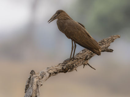 Hamerkop in South Luangwa National Park