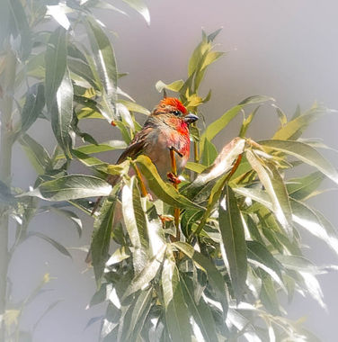 common rosefinch in Andermatt, Switzerland