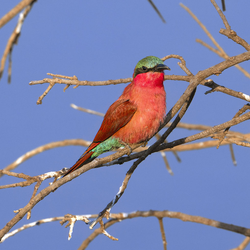 Southern Carmine Bee-eaters at the river in the South Luangwa National Park