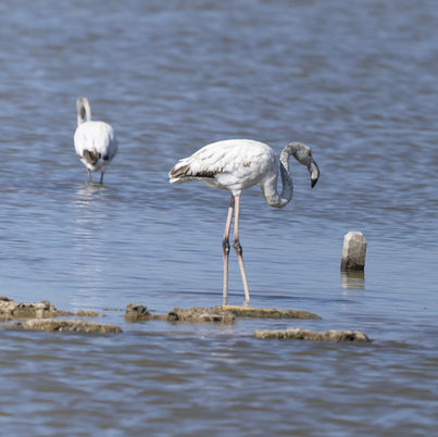 Greater Flamingo, Salines at Marsala, Sicily