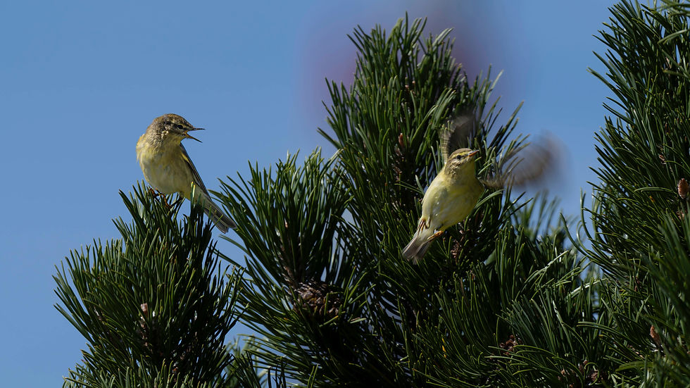 Two willow warblers at Niederhorn, Canton of Bern