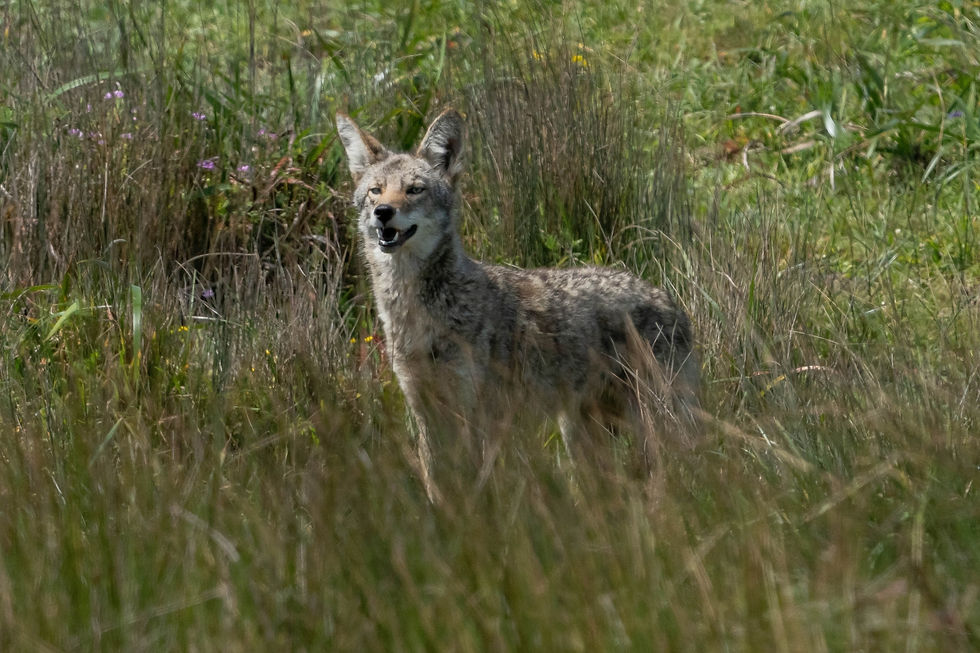 coyote pointreyes koyote