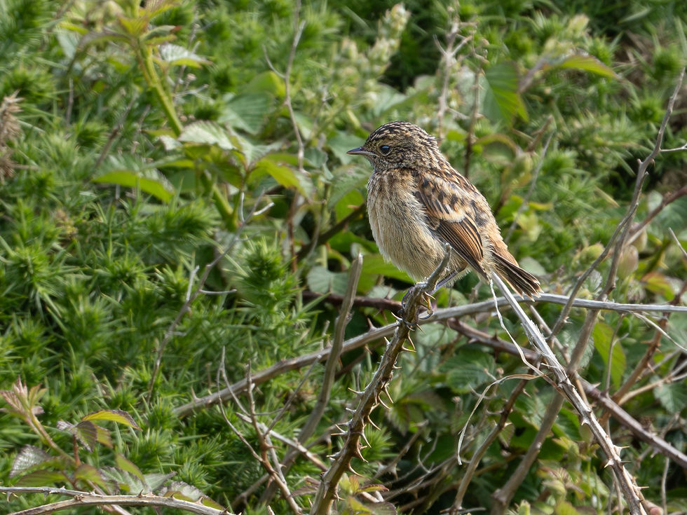 Juvenile Stonechat at Fort Le Marchant L'Ancresse Bay Guernsey