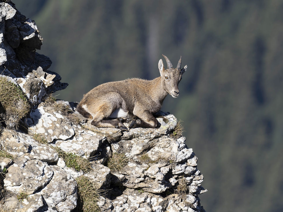 Juvenile Alpine Ibex at Niederhorn, Canton of Bern