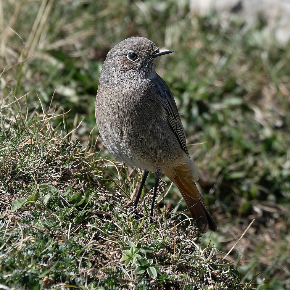 Black Redstart at Niederhorn, Canton of Bern