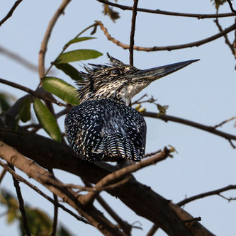 Giant Kingfisher at South Luangwa National Park