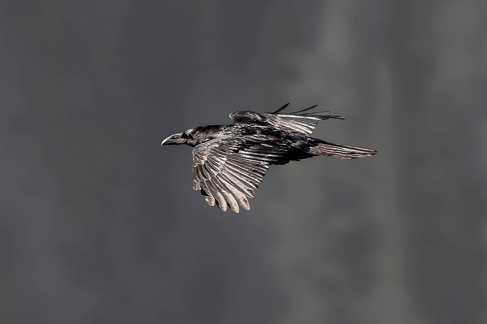 a common raven flying at Niederhorn, Canton of Bern