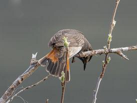 A Bluethroat bending