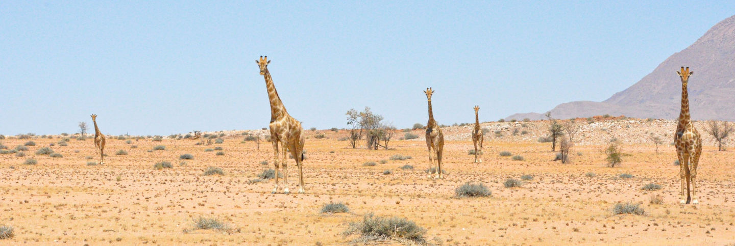 Giraffes in Namibia (near Ozondjou)