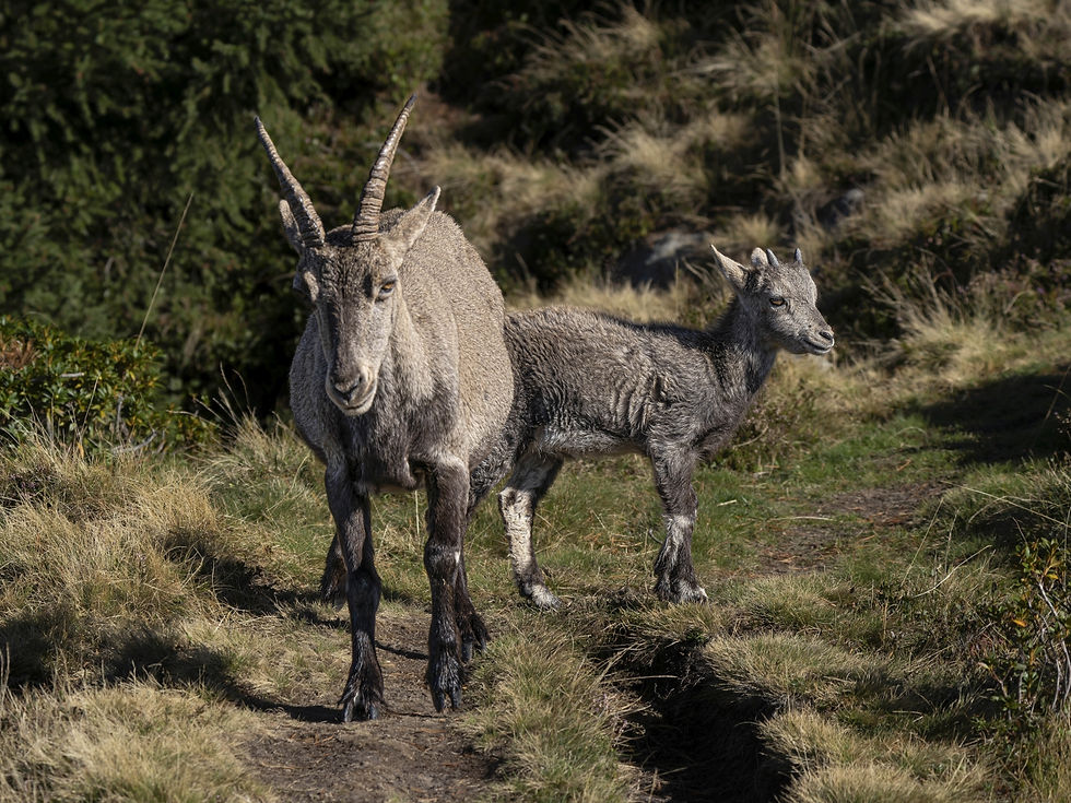 Ibex mother and young one at Niederhorn, Canton of Bern