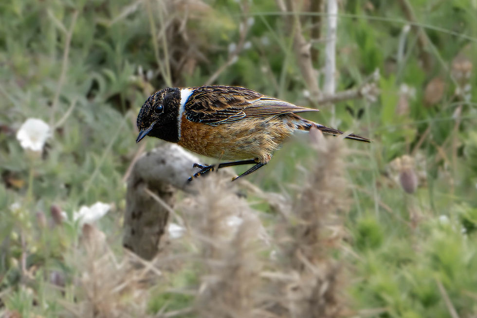 Male Eurasian Stonechat at L'Ancresse Bay Guernsey