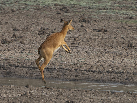 Puku jumpingin South Luangwa National Park