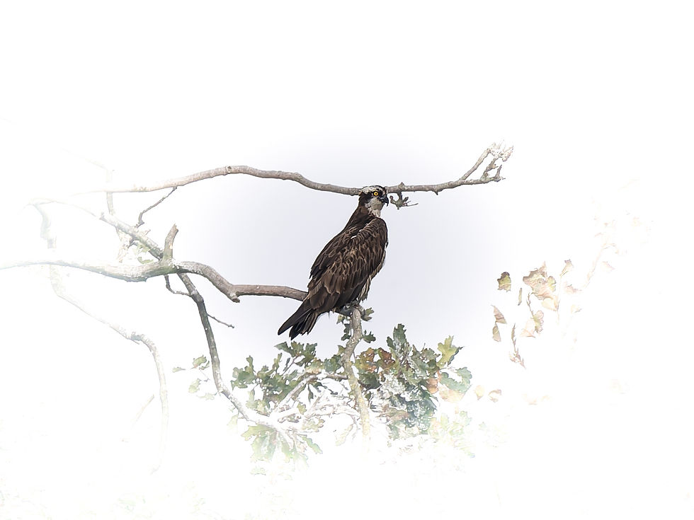 Osprey perched at Petite Camargue Alsacienne