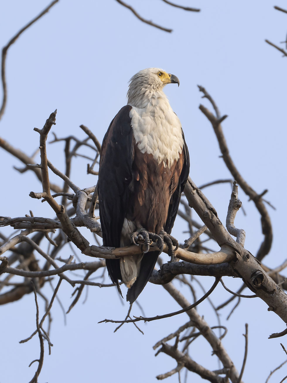 African Fish Eagle perched at Busanga Plains, Kafue National Park