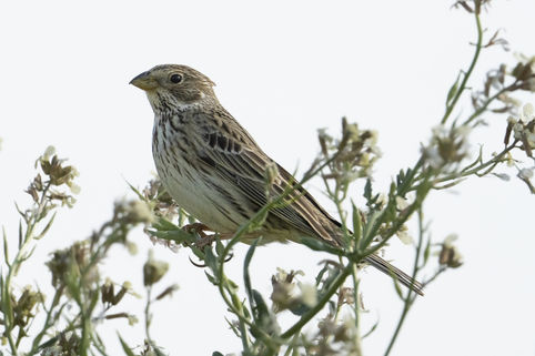 Corn Bunting on the Plains of Lleida