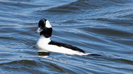 Anatidae Bufflehead-04275.JPG