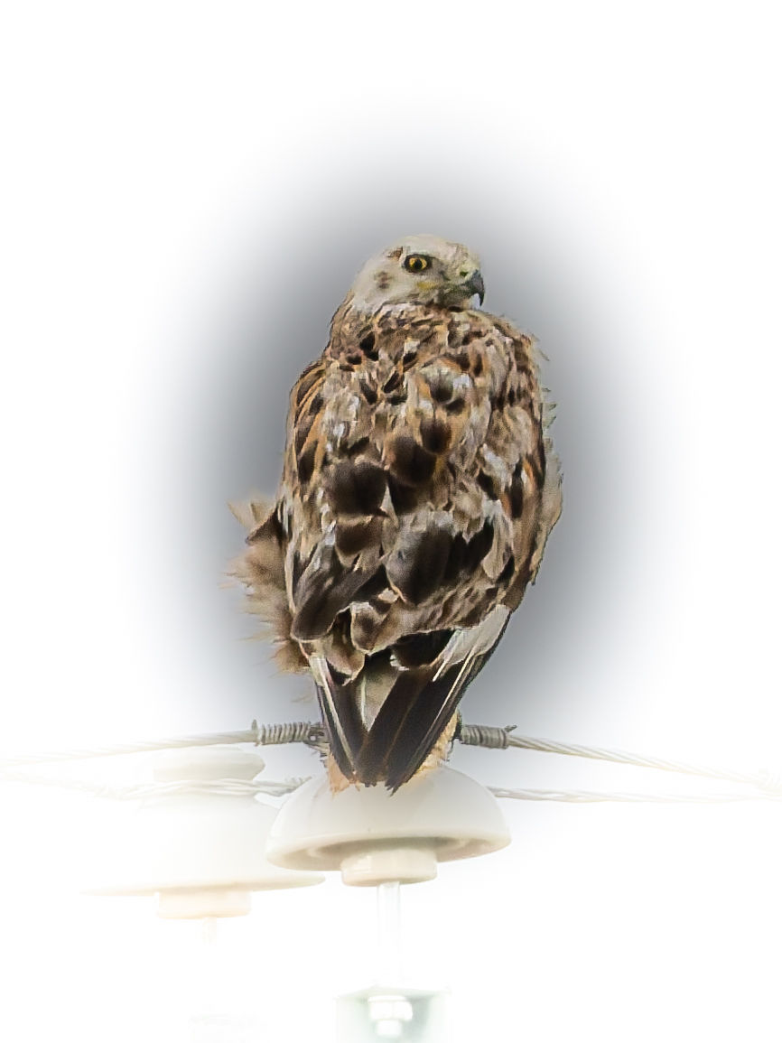Adlerbussard | Long-legged Buzzard