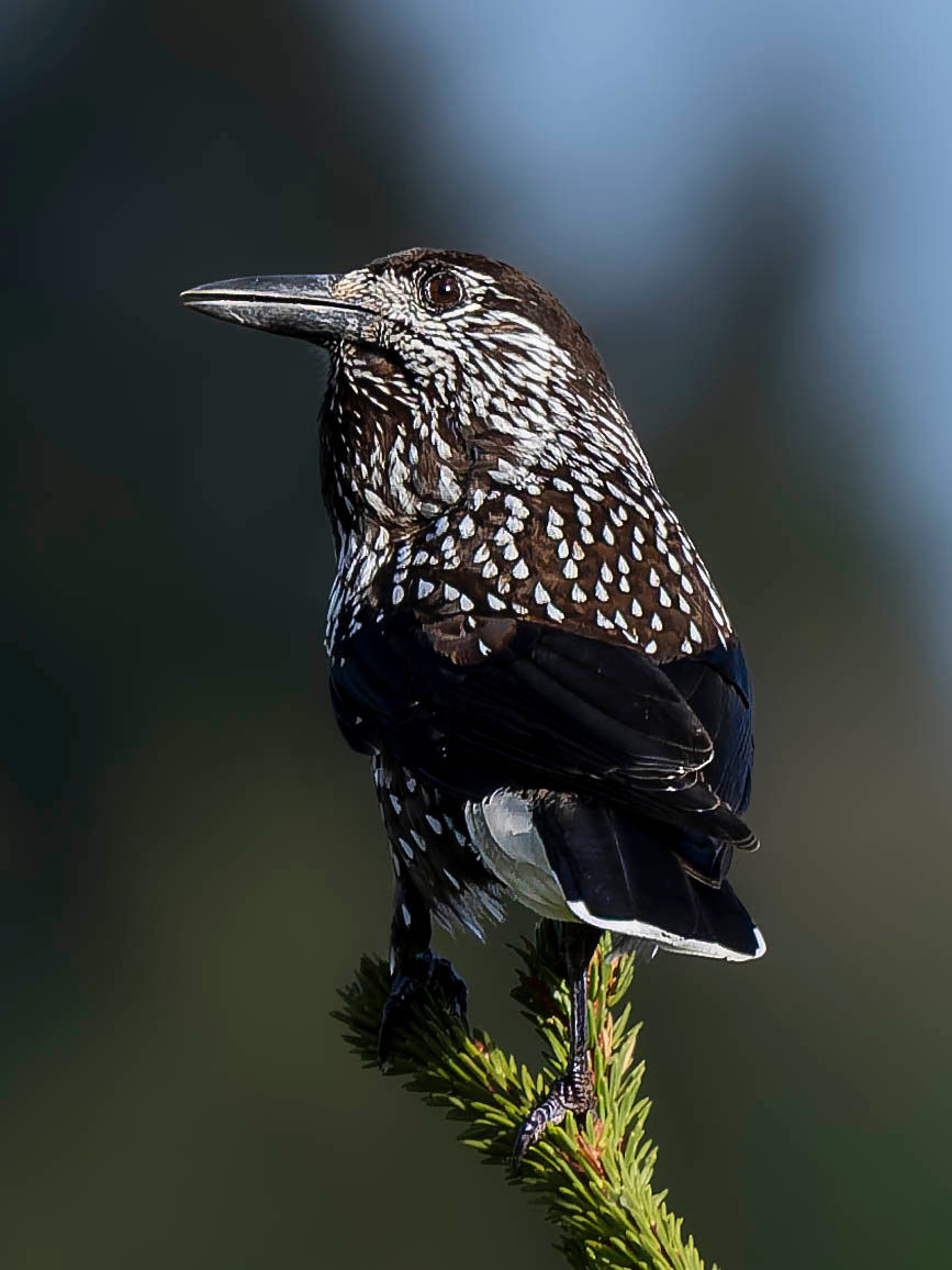 A Spotted Nutcracker at Gurnigel Pass, Canton of Bern