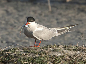 Action at the Lagoon