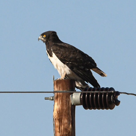 Black-chested Snake Eagle, Schwarzbrust-Schlangenadler