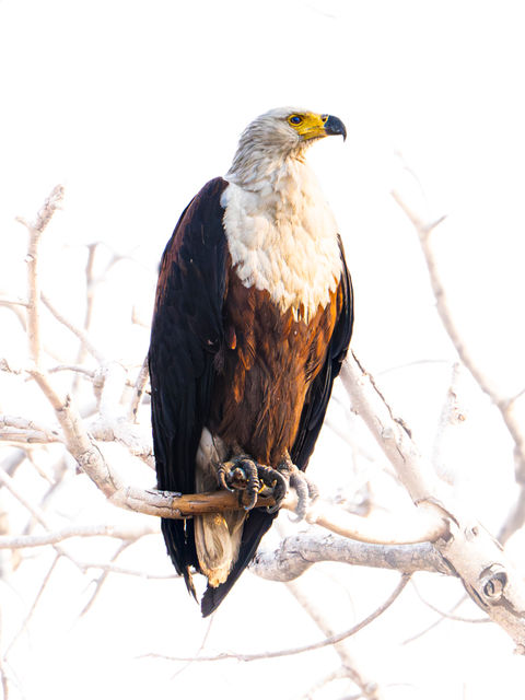 African Fish-Eagle at Busanga Plains, Kafue National Park, Zambia