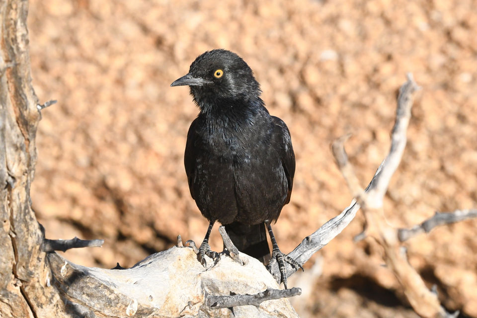 012 Pale-winged Starling.jpg
