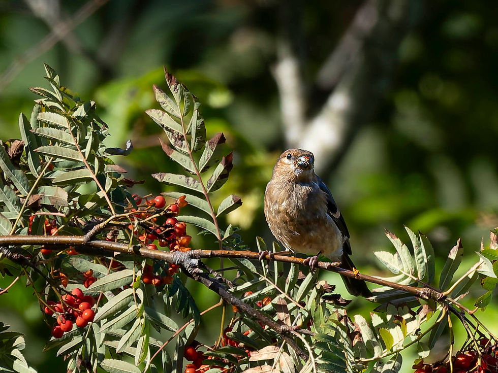 a juvenile bullfinch in Erschwil BL