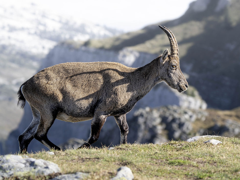 Alpine Ibex at Niederhorn, Canton of Bern