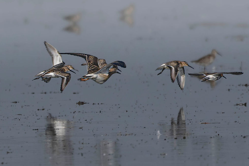 Dunlins and a Juvenile Ruff in Arbon, Lake Konstanz