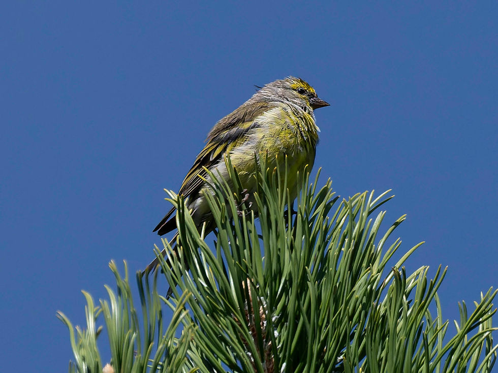Citril Finch at Niederhorn, Canton of Bern