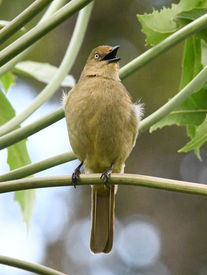 Sombre Greenbul, Dunkelbülbül oder Kap-Grünbülbül