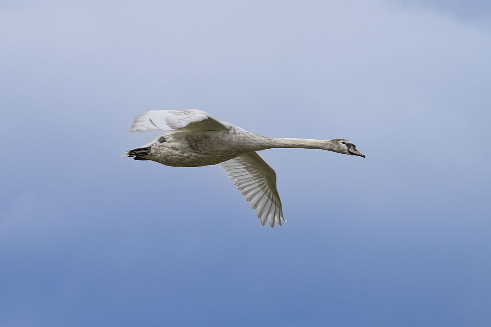 Juvenile Mute Swan at Nuoler Riet