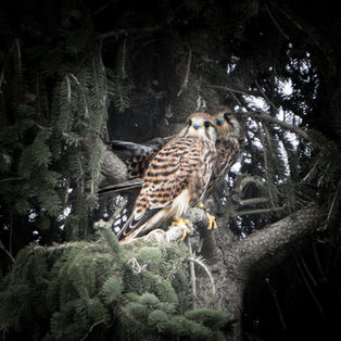 Young Common Kestrel | Junge Turmfalken - Falco tinnunculus